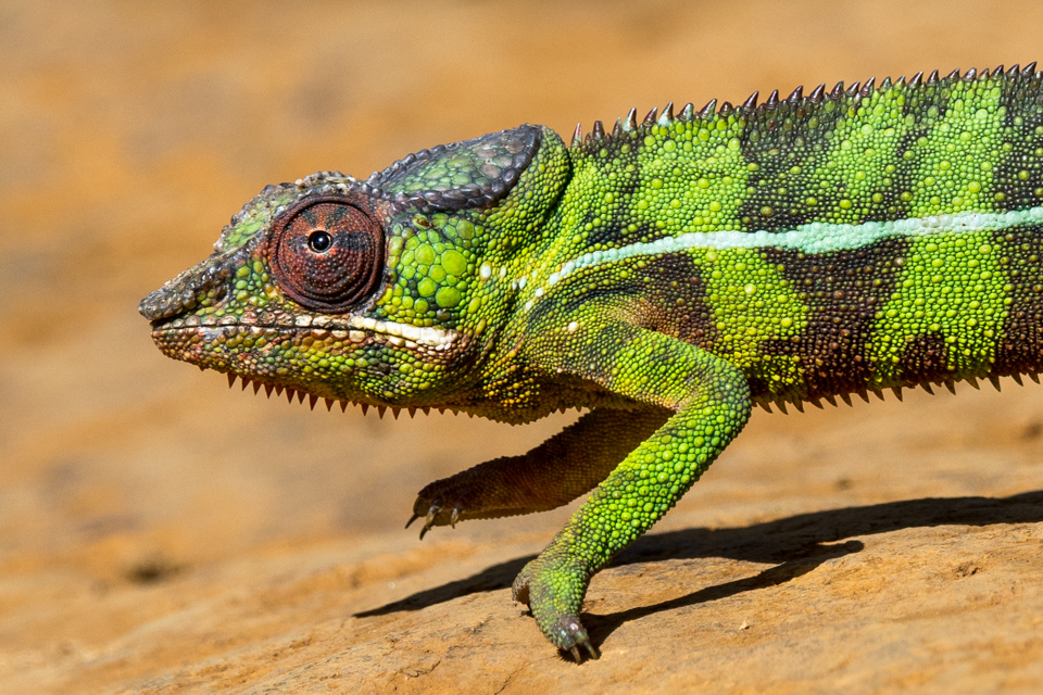 Green Monster in Amber Mountain, Madagascar