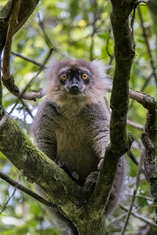 Curious Lemur in Amber Mountain, Madagascar