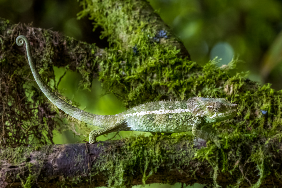 Green Reptile in Amber Mountain, Madagascar