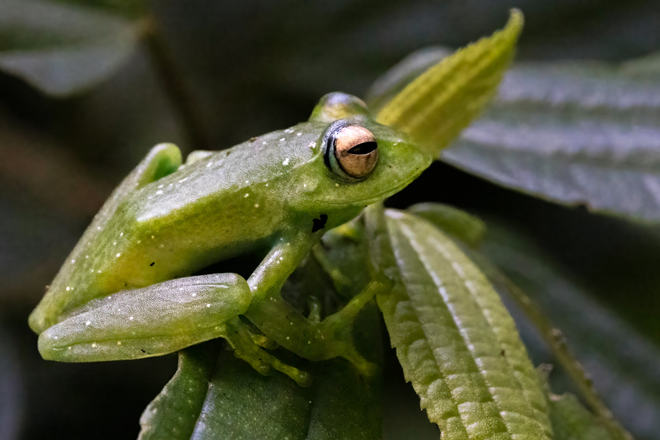 Golden Eyes in Amber Mountain, Madagascar