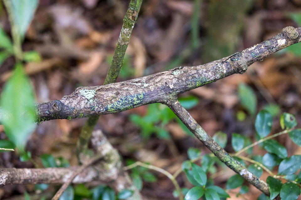 Invisible Gecko in Amber Mountain, Madagascar