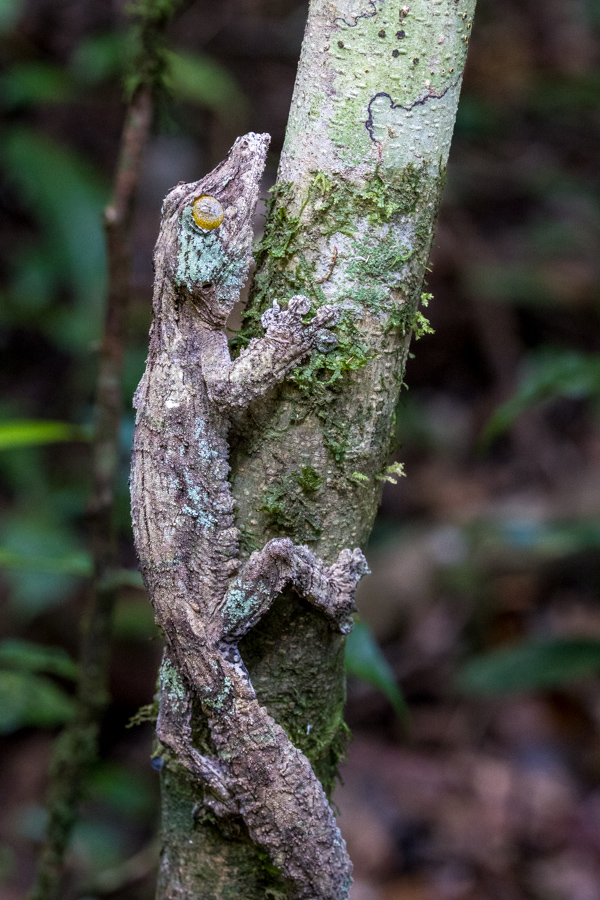 Great Camo in Amber Mountain, Madagascar