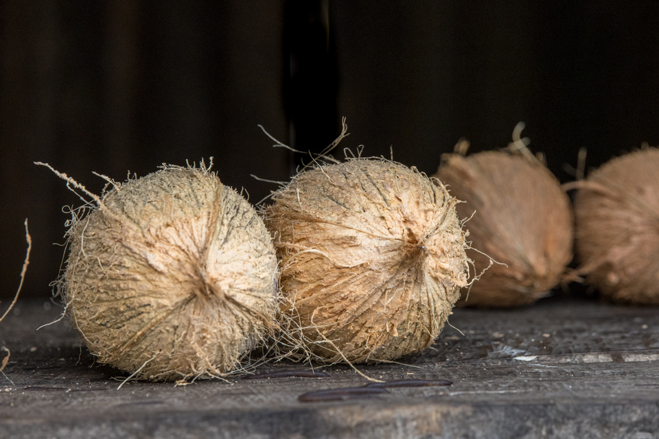 Coconuts  in Amoronjia-Orangea, Madagascar