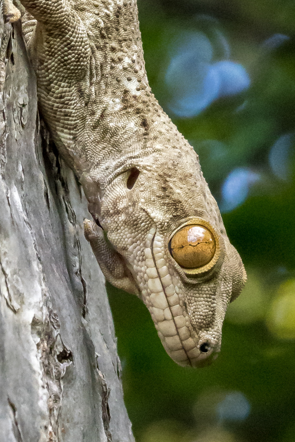 Those Eyes in French Mountain, Madagascar