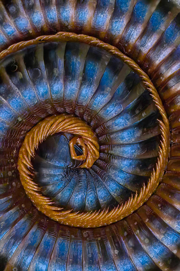 Spiral Legs in French Mountain, Madagascar