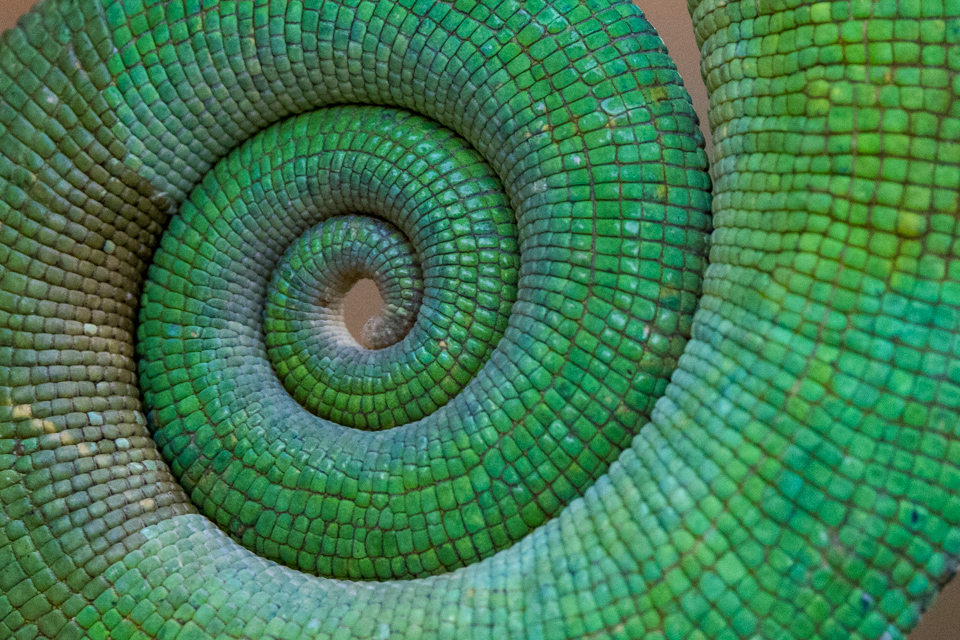 Green Sprial in Reptile Park, Madagascar