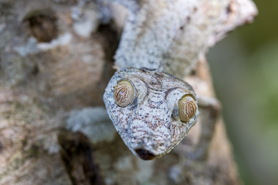 Looking At You in Reptile Park, Madagascar