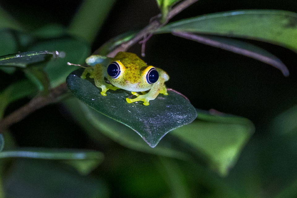 Night Frog in Reptile Park, Madagascar