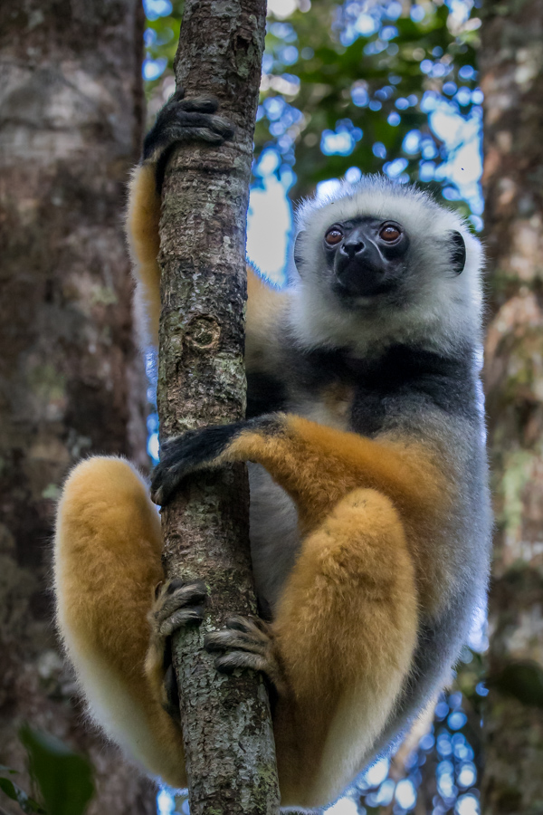 Tree Sifaka  in Amoronjia-Orangea, Madagascar