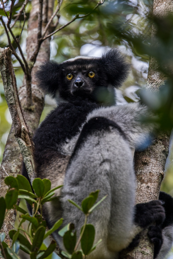 Indri  in Amoronjia-Orangea, Madagascar
