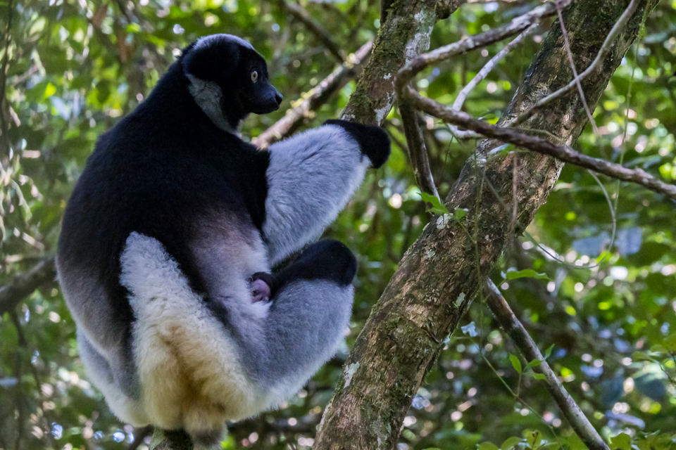 Baby Lemur in Amoronjia-Orangea, Madagascar