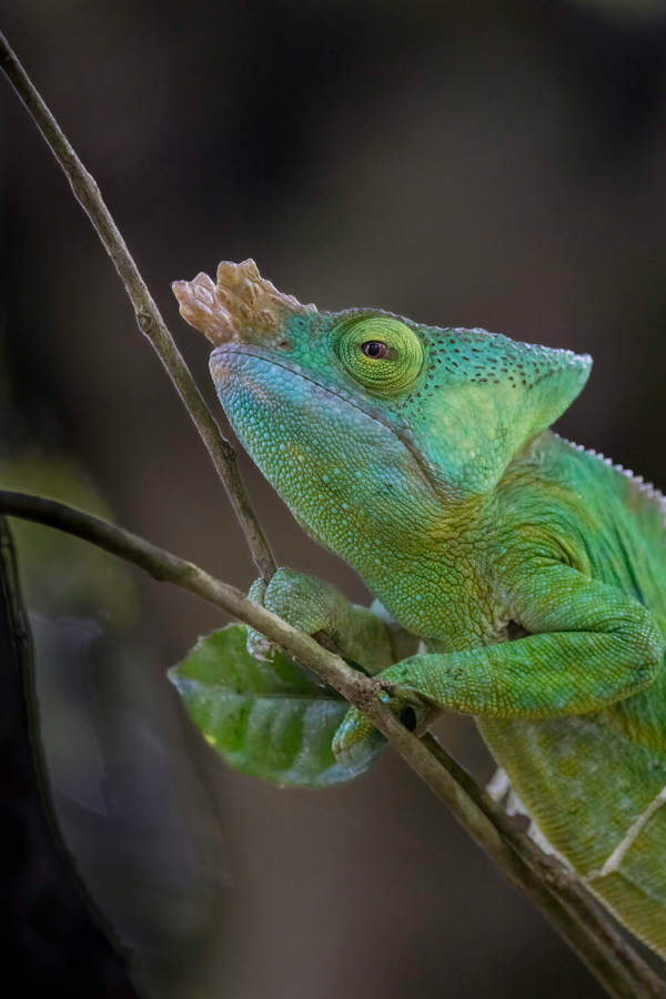 Double Nose in Amoronjia-Orangea, Madagascar