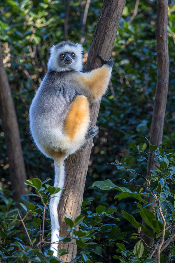 Hanging On in Amoronjia-Orangea, Madagascar