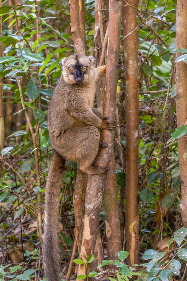 Are You Looking at Me in Amoronjia-Orangea, Madagascar