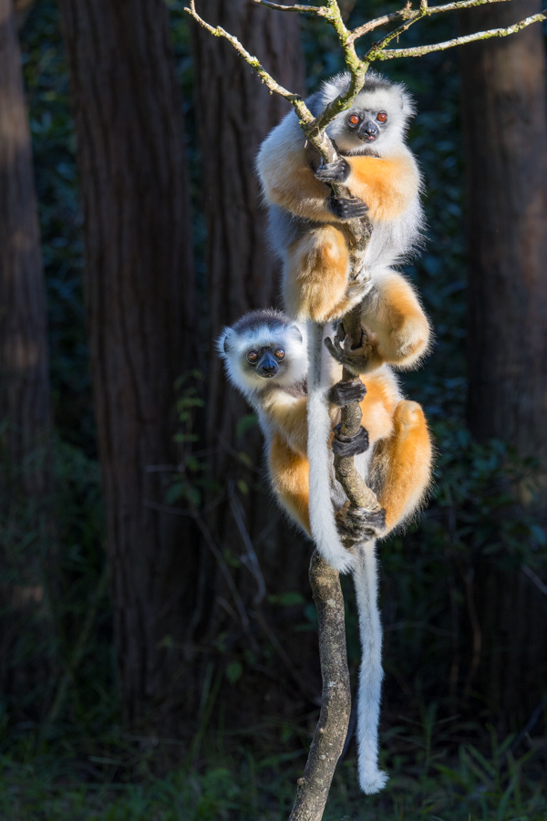 This is My Tree in Amoronjia-Orangea, Madagascar