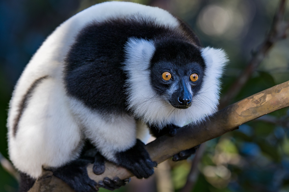 Amber Eyes in Lemur Island, Madagascar