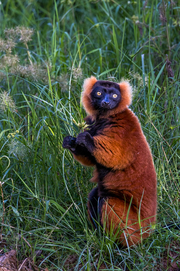 Red Ruffled in Lemur Island, Madagascar