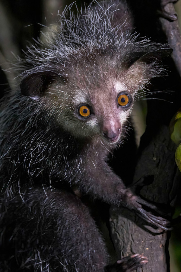 Only A Mother in Lemur Island, Madagascar
