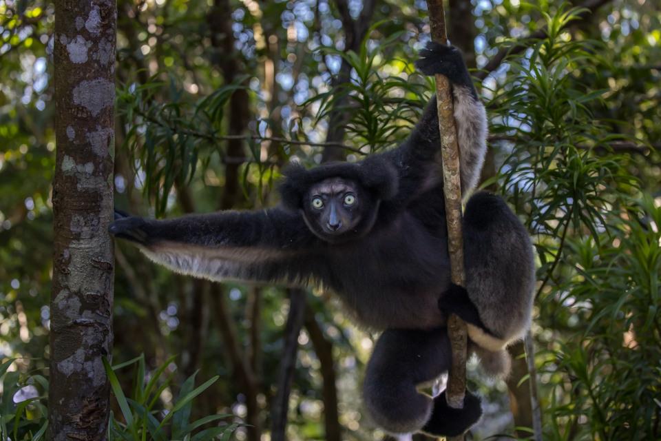 Bright Eyes in Palmarium, Madagascar