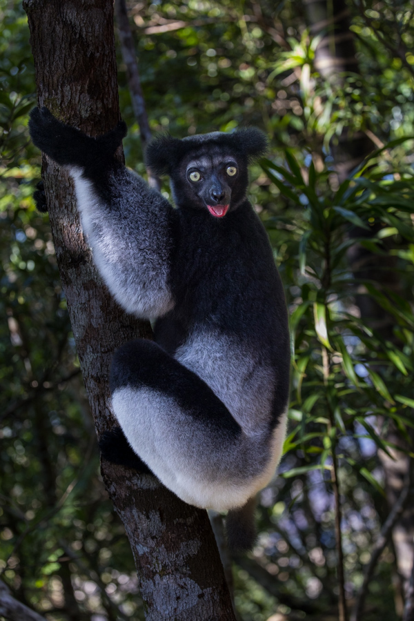 Goofy in Palmarium, Madagascar