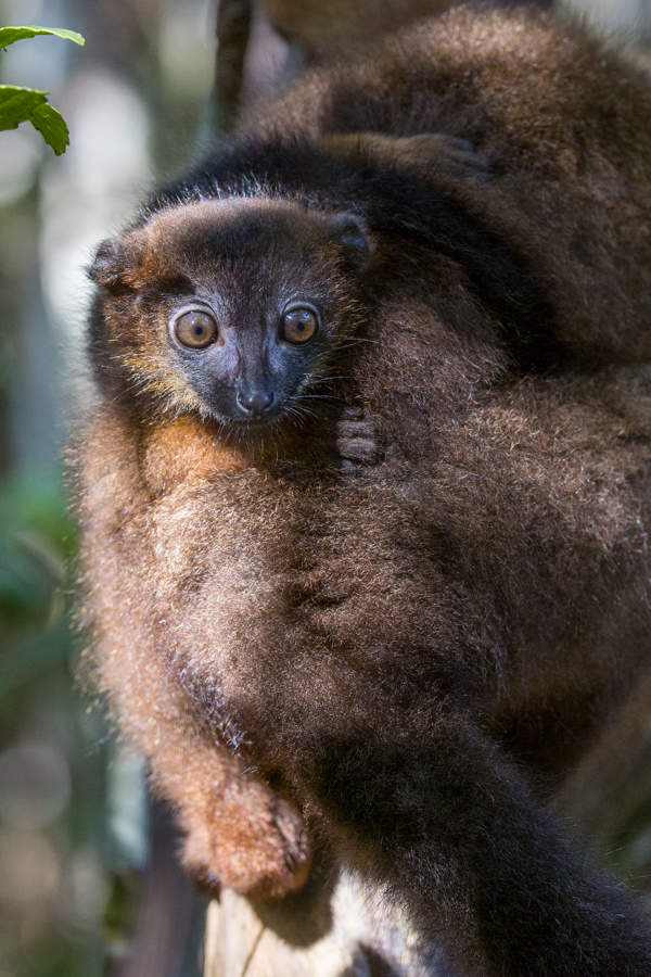 Little Lemur in Palmarium, Madagascar