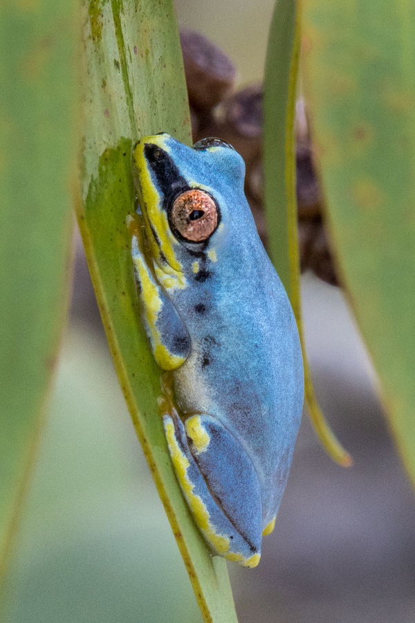 Tree Jewel in Palmarium, Madagascar