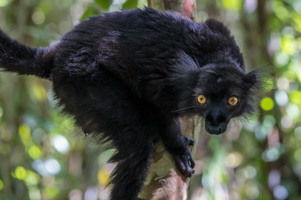 Ready to Pounce in Palmarium, Madagascar