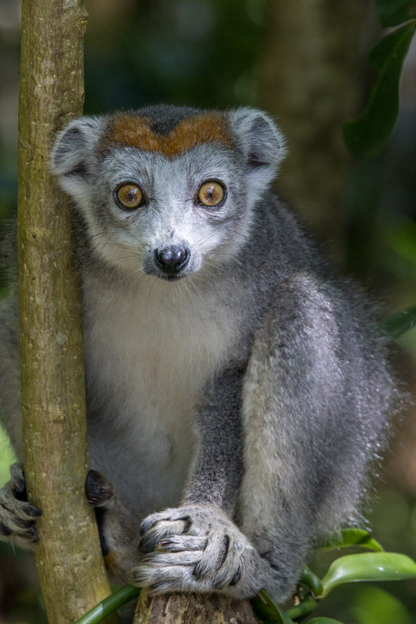 Crowned Beauty in Palmarium, Madagascar