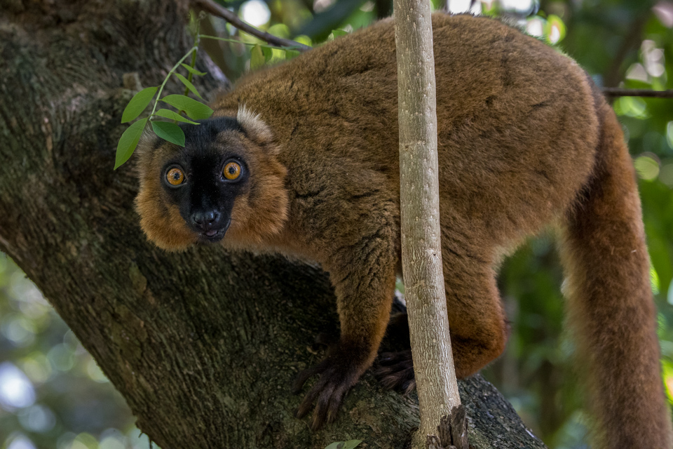 Caught in Palmarium, Madagascar