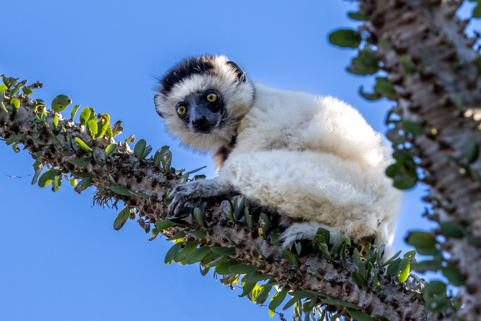 Sharp Perch in Berenty Reserve, Madagascar