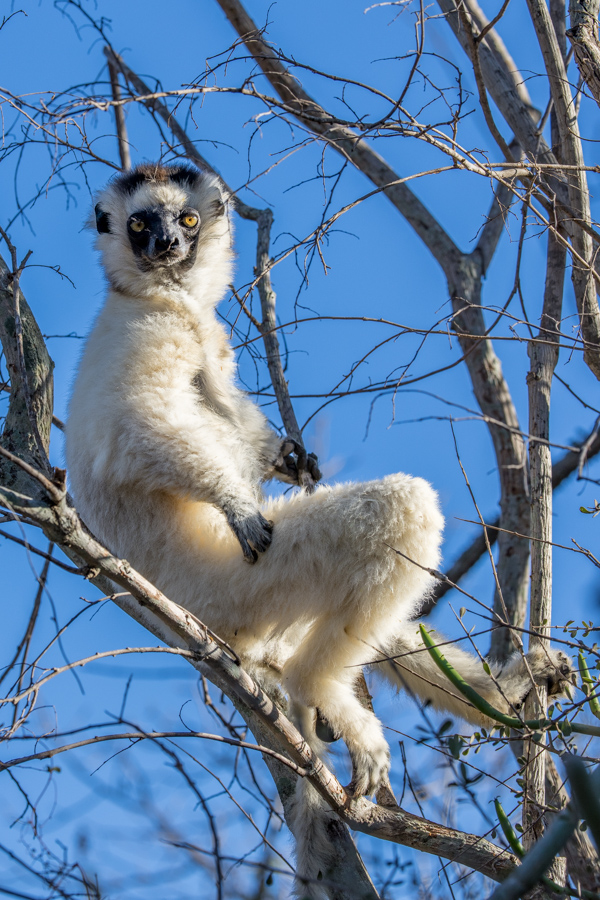 Sitting in a Tree in Berenty Reserve, Madagascar