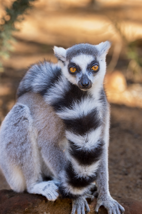 Posh Lemur in Berenty Reserve, Madagascar