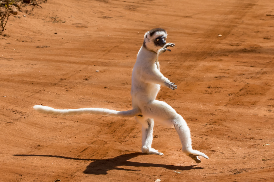 Dancing Lemur in Berenty Reserve, Madagascar