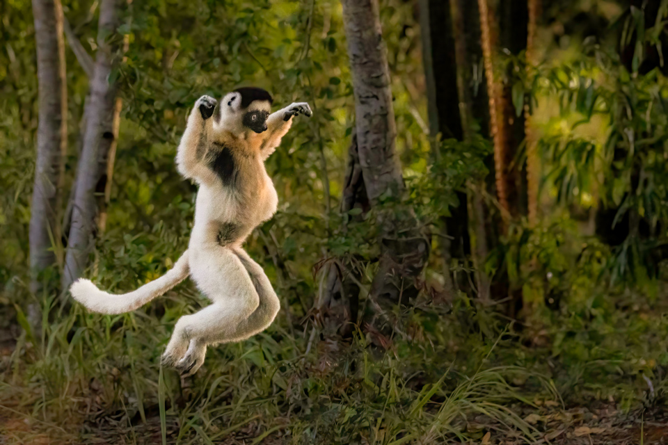 Leaping Lemur in Berenty Reserve, Madagascar