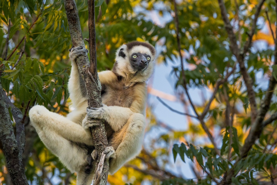 Looking For a Gap in Berenty Reserve, Madagascar