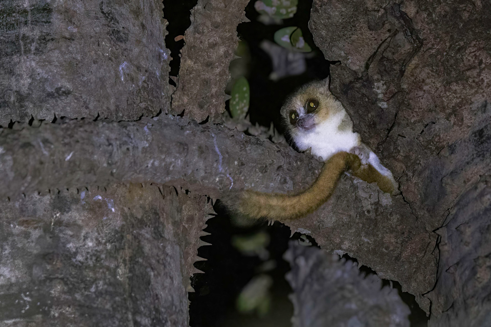 Smallest Lemur in Berenty Reserve, Madagascar
