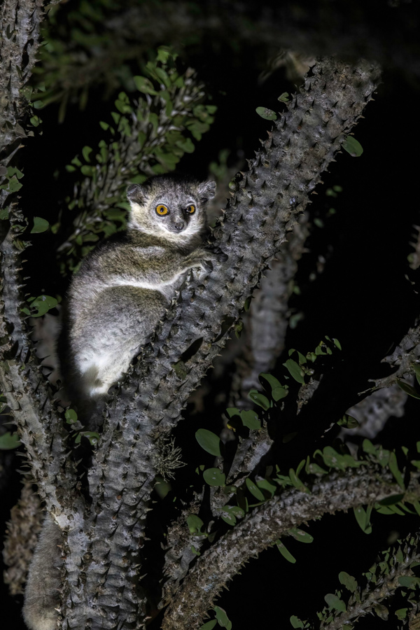 Night Cutie in Berenty Reserve, Madagascar
