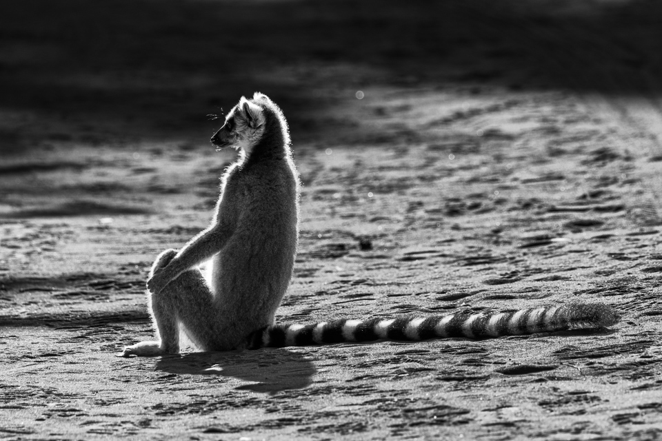 Catching Rays in Berenty Reserve, Madagascar