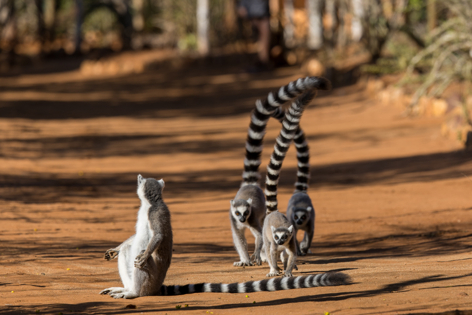 Lemur Gang in Berenty Reserve, Madagascar