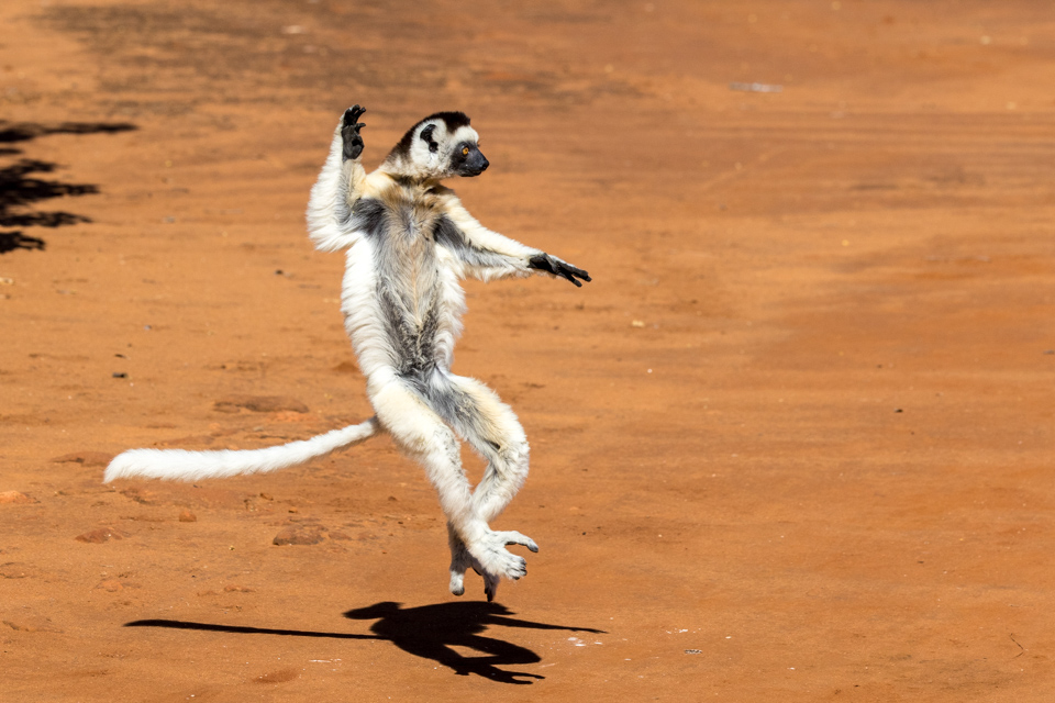 Fred Astaire  in Berenty Reserve, Madagascar
