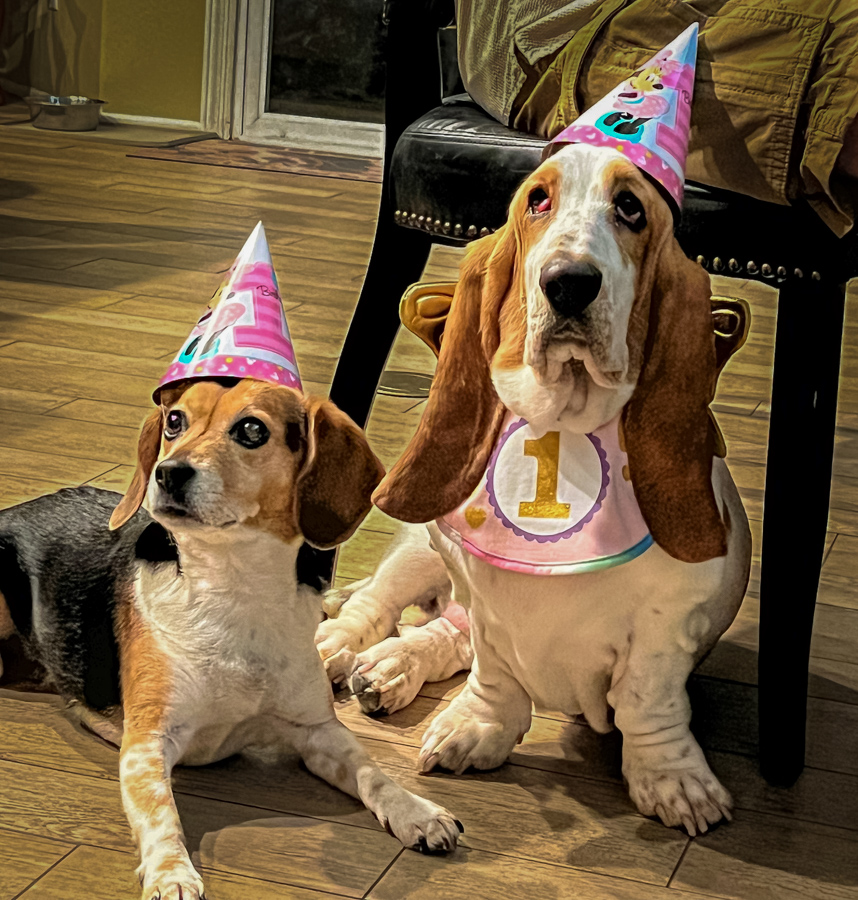  Hound Sisters in Phoenix, Arizona