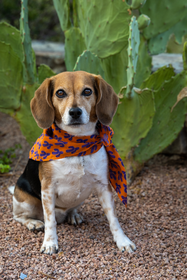Nine Years in Paradise Valley, Arizona