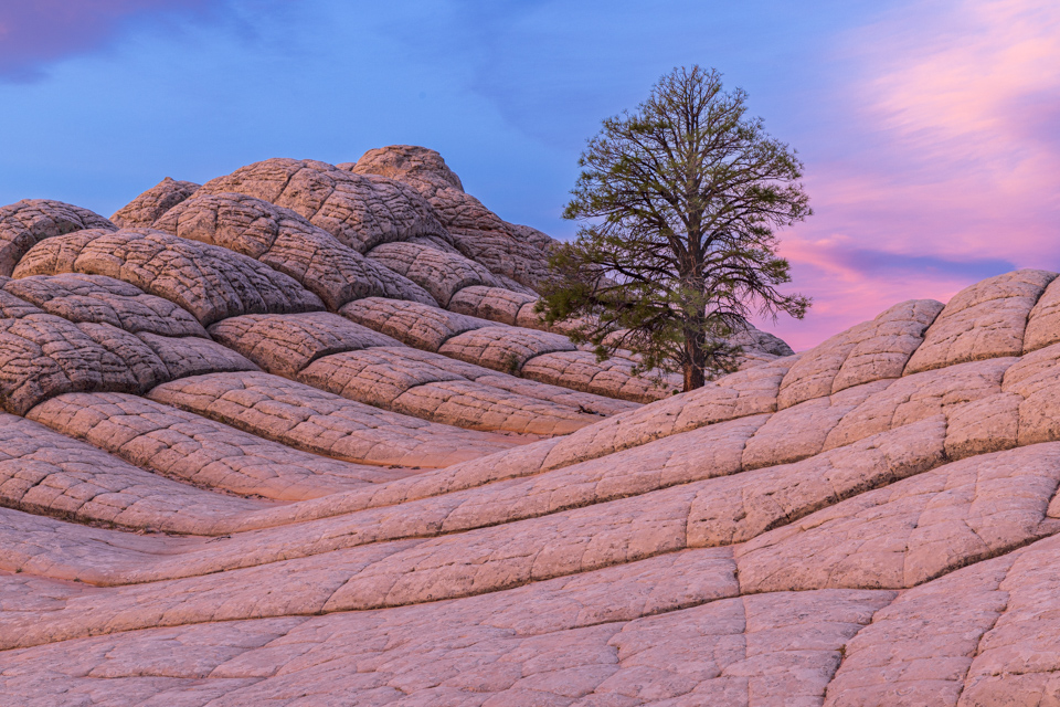 Lone Tree in White Pocket, Arizona