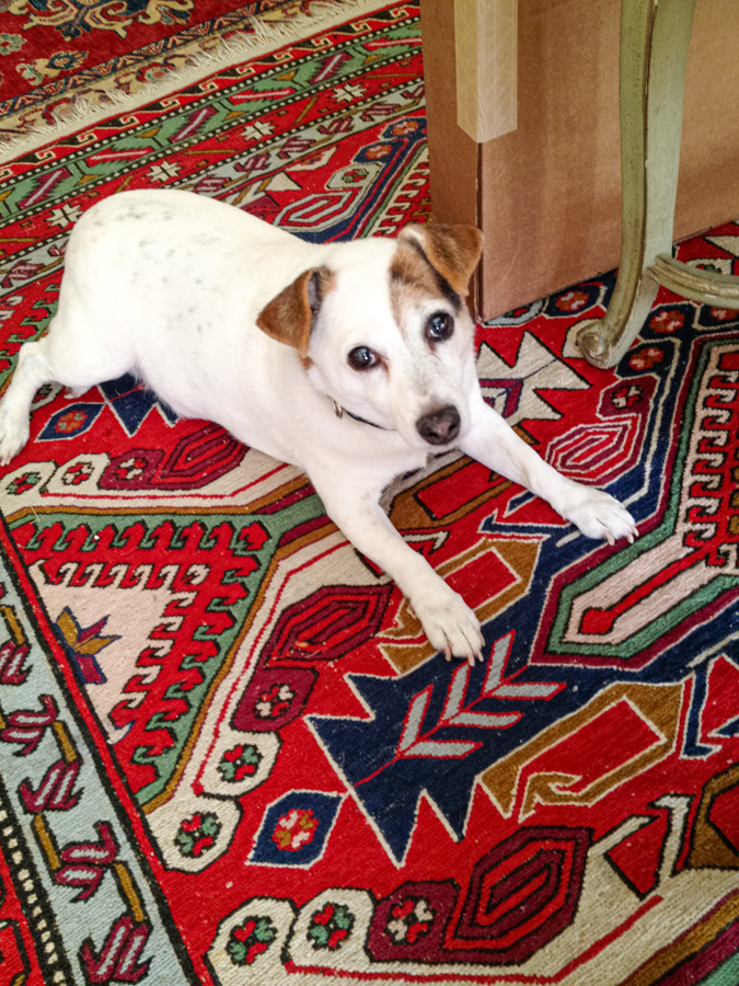 Sweetpea on Rugs in Highlands, North Carolina