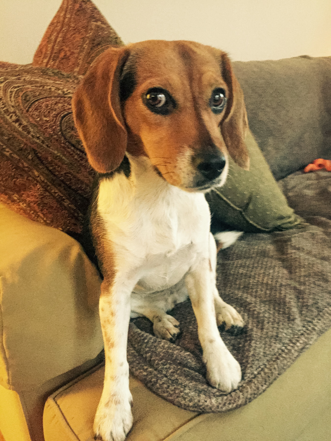 Big Brown Eyes in Austin, Texas