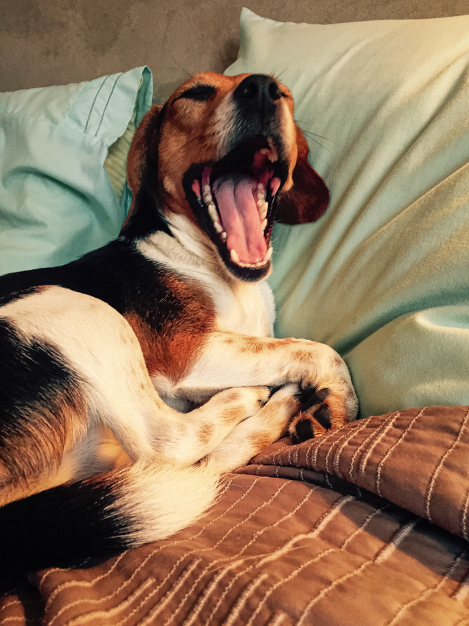 Ready for Bed in Austin, Texas