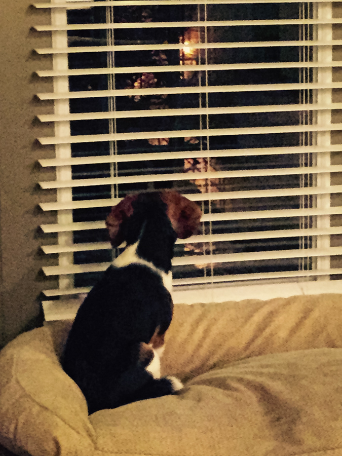 View Through the Blinds in Austin, Texas