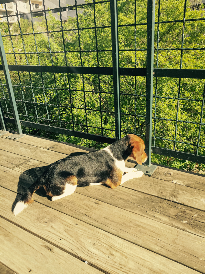 Like Snoopy in Austin, Texas