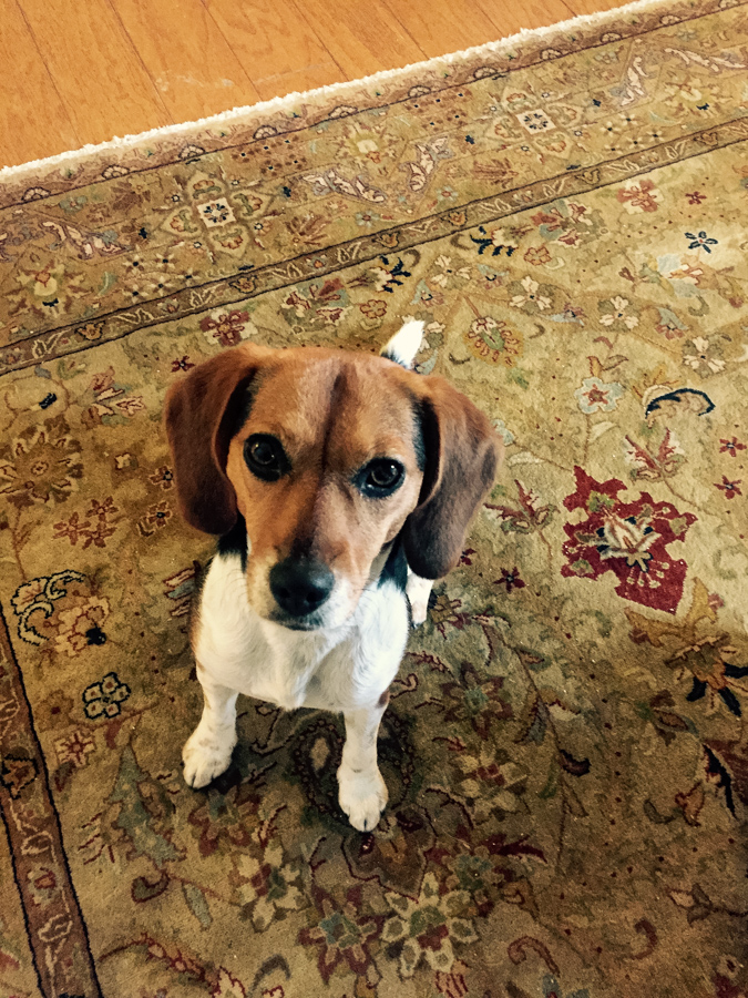 Treat Please in Austin, Texas
