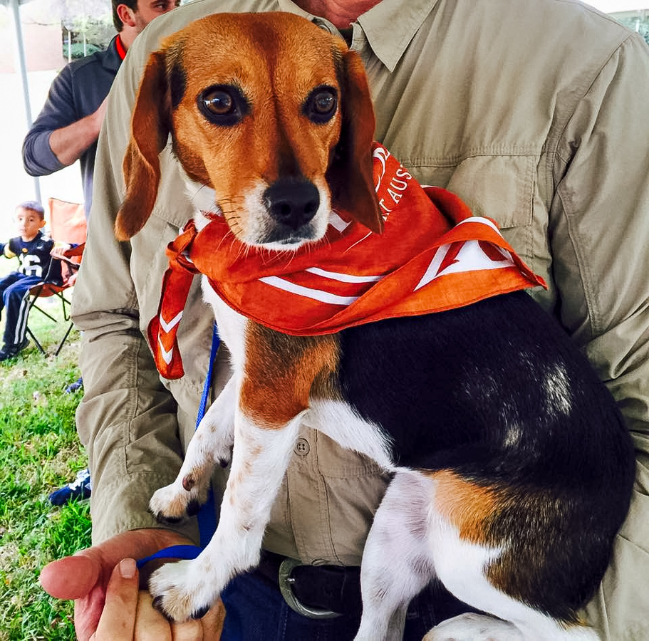 Hook 'em Beagle in Austin, Texas